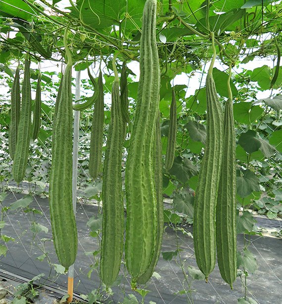 Ridge-gourd