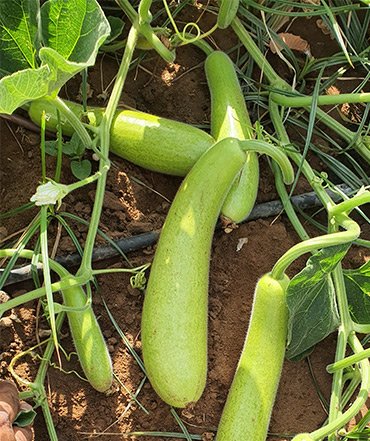 bottle-gourd-reema