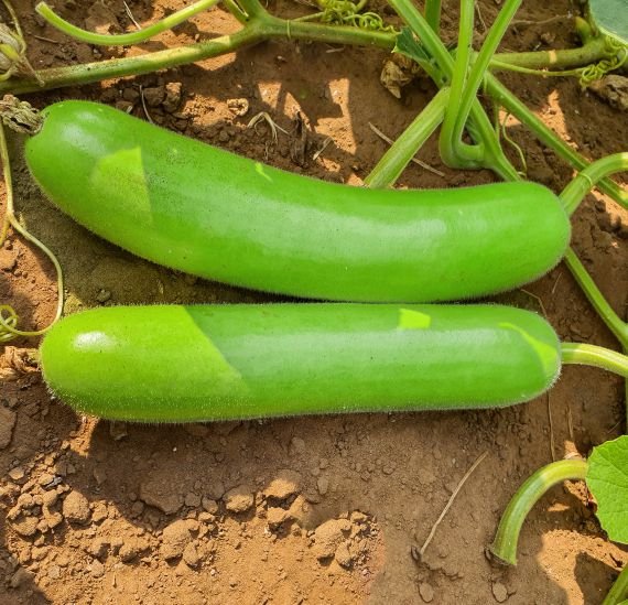 bottle-gourd-speedy