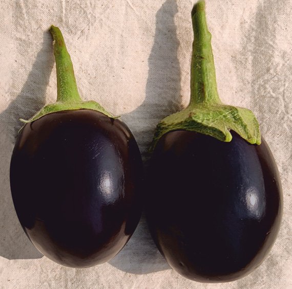 brinjal-206