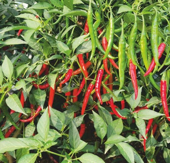 chilli-in-515