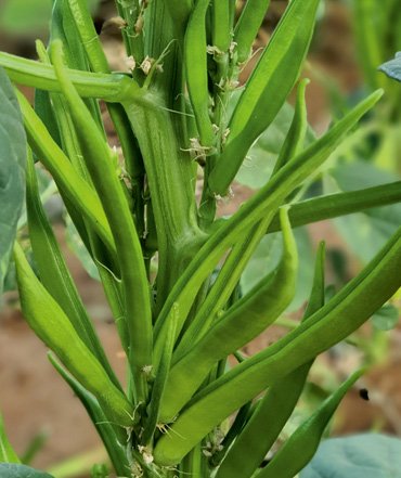 cluster-beans