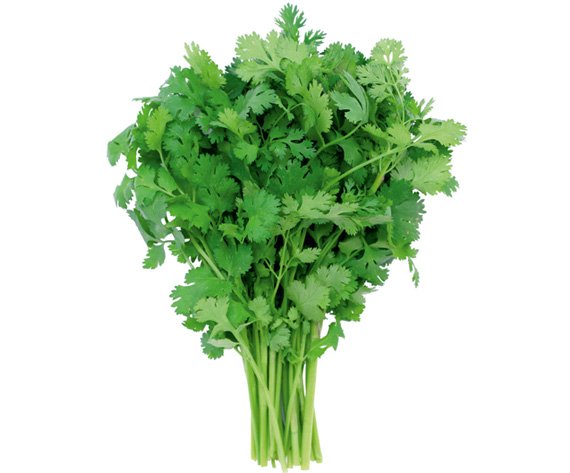 coriander-hara