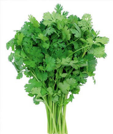 coriander