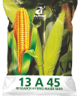 maize-13-a45