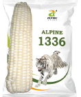 maize-1336