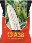 maize-13a38