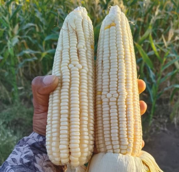maize-4852