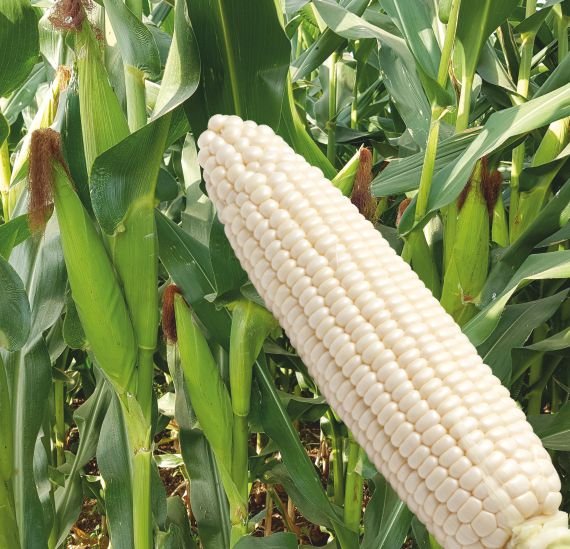 maize-badri-333