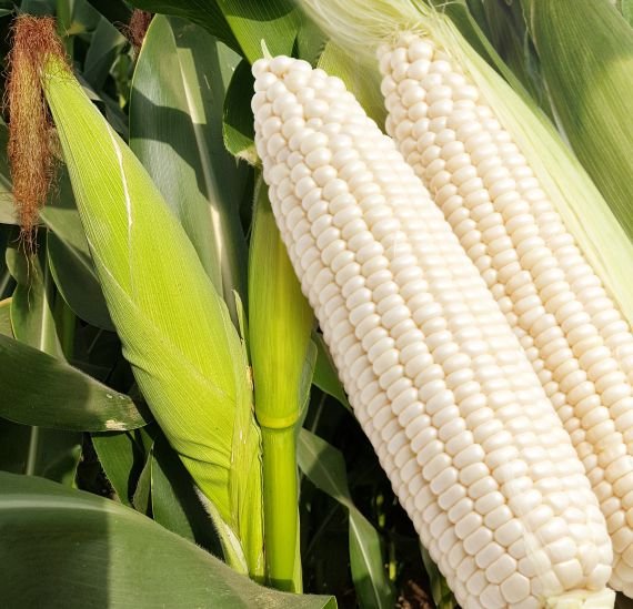 maize-rupen-1213
