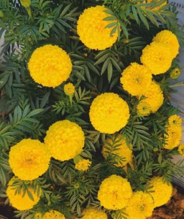 marigold