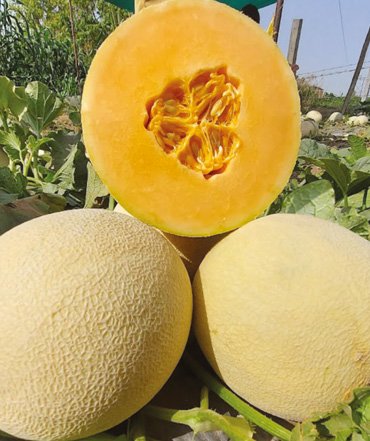 muskmelon