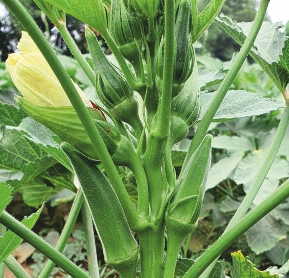 okra-amrendra