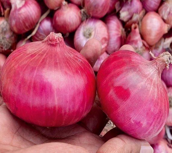 onion-poona