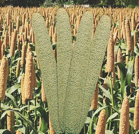 pearl-millet-7786