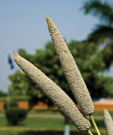 pearl-millet