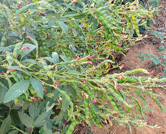 pigeonpea-sy