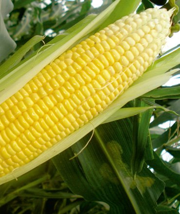 sweet-corn