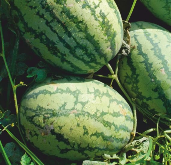 watermelon-aishwarya